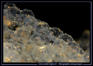 Perch eggs after one week. We clearly see the eyes and pa... by Michel Lonfat 